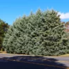 Fast Growing Trees Drought-Tolerant Evergreen Tree