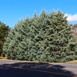 Fast Growing Trees Drought-Tolerant Evergreen Tree
