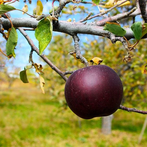 Fast Growing Trees Arkansas Black Apple Tree 3 Fast Growing Trees Arkansas Black Apple Tree
