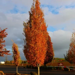 Fast Growing Trees Armstrong Gold® Maple
