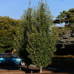 Fast Growing Trees Armstrong Gold® Maple 11 Fast Growing Trees Armstrong Gold® Maple