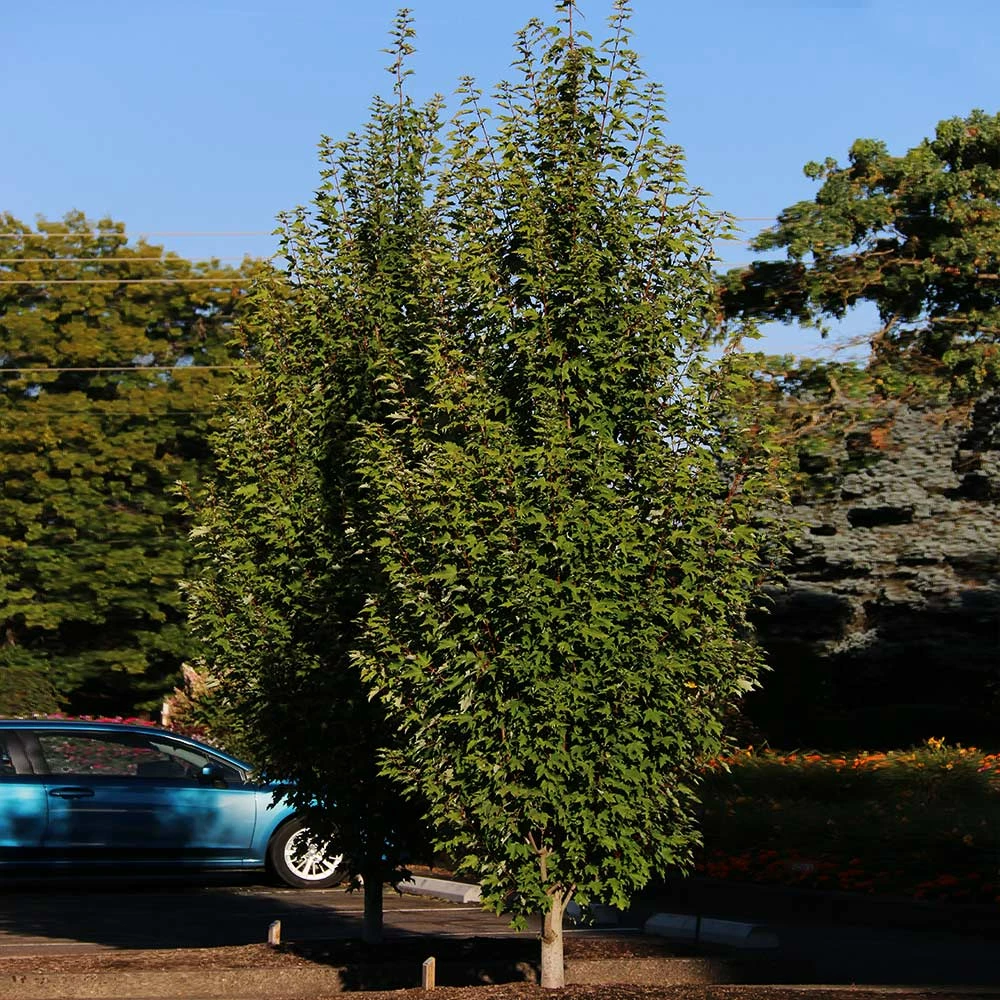 Fast Growing Trees Armstrong Gold® Maple 7 Fast Growing Trees Armstrong Gold® Maple