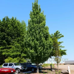 Fast Growing Trees Armstrong Gold® Maple 9 Fast Growing Trees Armstrong Gold® Maple