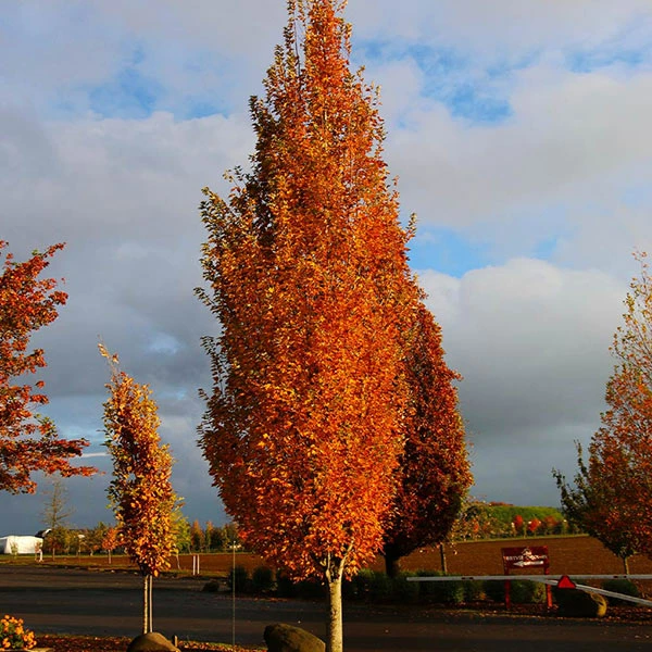 Fast Growing Trees Armstrong Gold® Maple 3 Fast Growing Trees Armstrong Gold® Maple