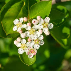Fast Growing Trees Plants For Wet Areas Viking Aronia Chokeberry Bush