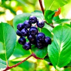 Fast Growing Trees Plants For Wet Areas Viking Aronia Chokeberry Bush
