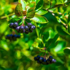 Fast Growing Trees Plants For Wet Areas Viking Aronia Chokeberry Bush