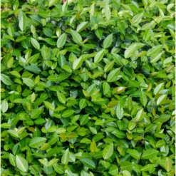 Fast Growing Trees Asiatic Jasmine Shrub See All Shrubs & Hedges
