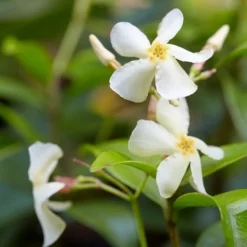 Fast Growing Trees Asiatic Jasmine Shrub See All Shrubs & Hedges