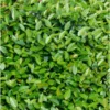 Fast Growing Trees Asiatic Jasmine Shrub See All Shrubs & Hedges