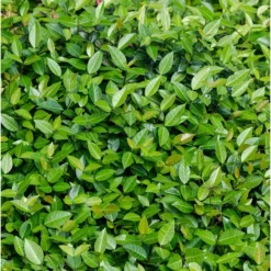 Fast Growing Trees Asiatic Jasmine Shrub See All Shrubs & Hedges
