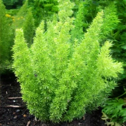 Fast Growing Trees Myers Asparagus Fern Plant Gift Plants