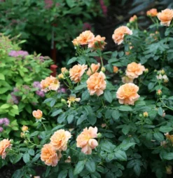 Fast Growing Trees At Last® Rose
