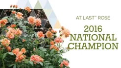 Fast Growing Trees At Last® Rose