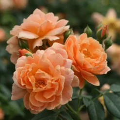 Fast Growing Trees At Last® Rose