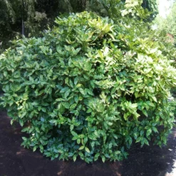 Fast Growing Trees Laurel Shrubs Japanese Gold Dust Aucuba Shrub