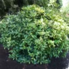 Fast Growing Trees Laurel Shrubs Japanese Gold Dust Aucuba Shrub