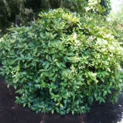 Fast Growing Trees Laurel Shrubs Japanese Gold Dust Aucuba Shrub