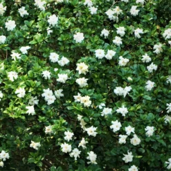 Fast Growing Trees August Beauty Gardenia Shrub Gardenias
