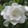 Fast Growing Trees August Beauty Gardenia Shrub Gardenias
