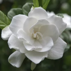 Fast Growing Trees August Beauty Gardenia Shrub Gardenias