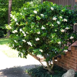 Fast Growing Trees August Beauty Gardenia Shrub Gardenias