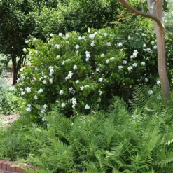 Fast Growing Trees August Beauty Gardenia Shrub Gardenias