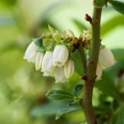 Fast Growing Trees Blueberry Bushes Aurora Blueberry Bush