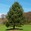 Fast Growing Trees Austrian Pine Tree 2 Fast Growing Trees Austrian Pine Tree