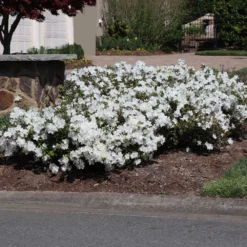 Fast Growing Trees Autumn Angel® Encore® Azalea