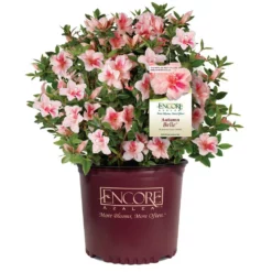 Fast Growing Trees Azaleas Autumn Belle™ Encore® Azalea Shrub