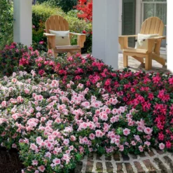 Fast Growing Trees Azaleas Autumn Belle™ Encore® Azalea Shrub