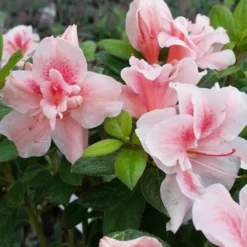 Fast Growing Trees Azaleas Autumn Belle™ Encore® Azalea Shrub