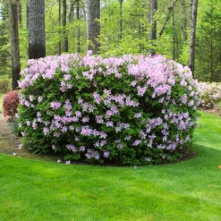 Fast Growing Trees Azaleas Autumn Belle™ Encore® Azalea Shrub