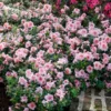 Fast Growing Trees Azaleas Autumn Belle™ Encore® Azalea Shrub 1 Fast Growing Trees Azaleas Autumn Belle™ Encore® Azalea Shrub