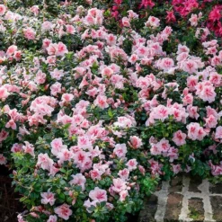 Fast Growing Trees Azaleas Autumn Belle™ Encore® Azalea Shrub