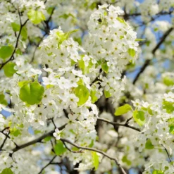 Fast Growing Trees Flowering Pear Trees Autumn Blaze Flowering Pear Tree