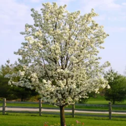 Fast Growing Trees Flowering Pear Trees Autumn Blaze Flowering Pear Tree