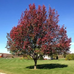 Fast Growing Trees Flowering Pear Trees Autumn Blaze Flowering Pear Tree