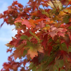 Fast Growing Trees Autumn Blaze® Red Maple Tree Maple Trees