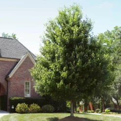 Fast Growing Trees Autumn Blaze® Red Maple Tree Maple Trees