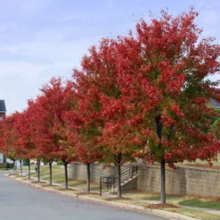 Fast Growing Trees Autumn Blaze® Red Maple Tree Maple Trees