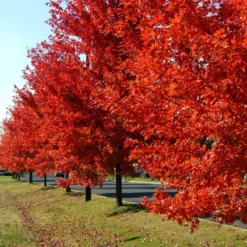 Fast Growing Trees Autumn Blaze® Red Maple Tree Maple Trees
