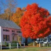 Fast Growing Trees Autumn Blaze® Red Maple Tree Maple Trees