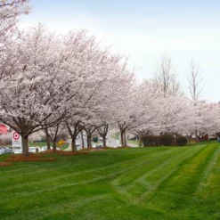 Fast Growing Trees Cherry Blossom Trees Autumn Cherry Tree