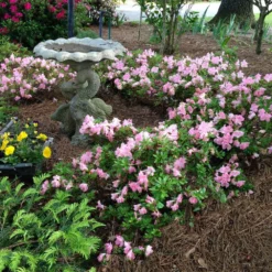 Fast Growing Trees Autumn Debutante® Encore® Azalea