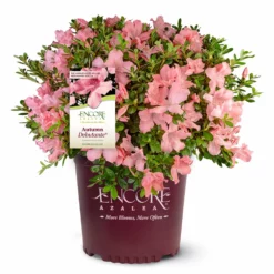 Fast Growing Trees Autumn Debutante® Encore® Azalea