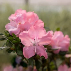Fast Growing Trees Autumn Debutante® Encore® Azalea