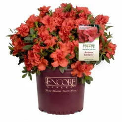 Fast Growing Trees Autumn Embers™ Encore® Azalea