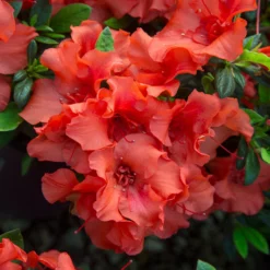 Fast Growing Trees Autumn Embers™ Encore® Azalea